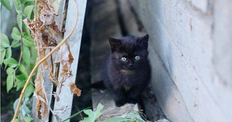 Pexels/Мария Сусоева